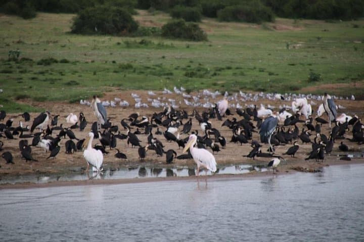 10-Day Western Uganda Wildlife Safari: Gorillas, Chimps & Murchison Falls on a Budget photo 4