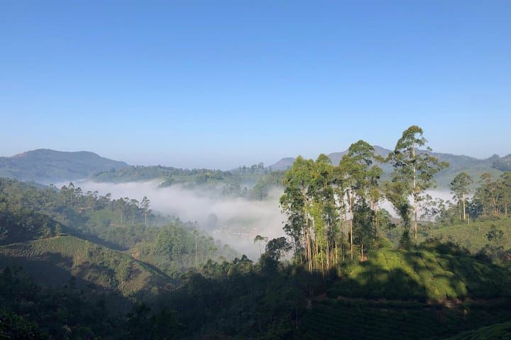 Half-Day Mountain Hiking Through Munnar Tea Plantations photo 5