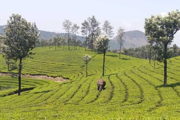 Half-Day Mountain Hiking Through Munnar Tea Plantations photo 6