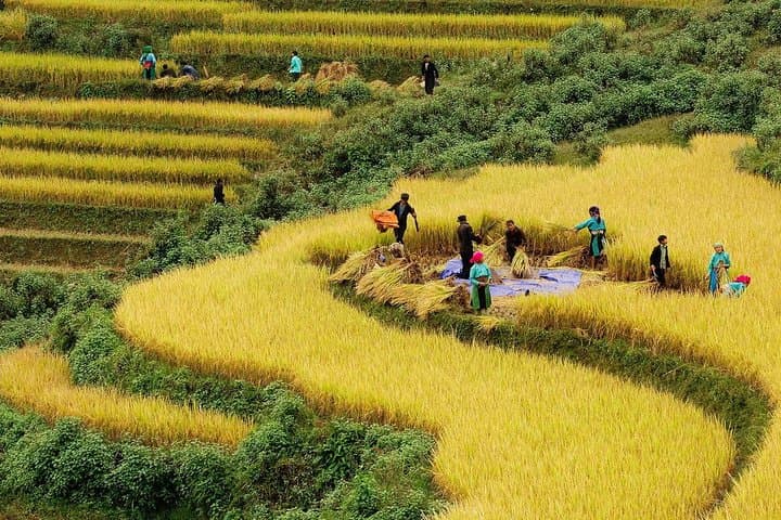 4-Day Hoang Su Phi Trek: Terraced Rice Fields & Dao Homestay Adventure