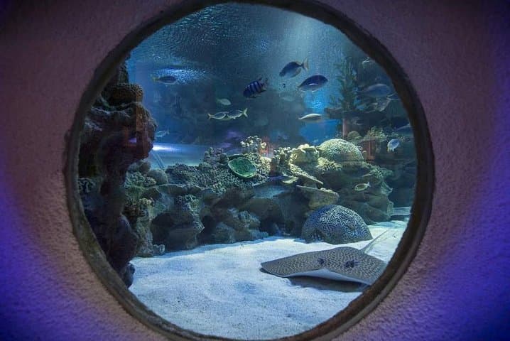 Aquaria KLCC: Kuala Lumpur's Living Ocean Tunnel & Full-Day Entry
