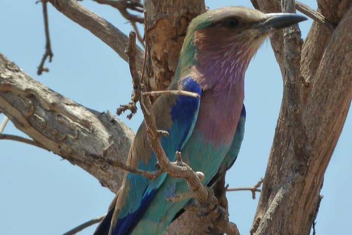 Botswana Photographers Safari: Kasane to Okavango 26-Day Expedition photo 2