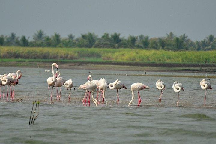 Bundala National Park Safari: Flamingos, Wetlands & Coastal Wildlife from Hambantota photo 2