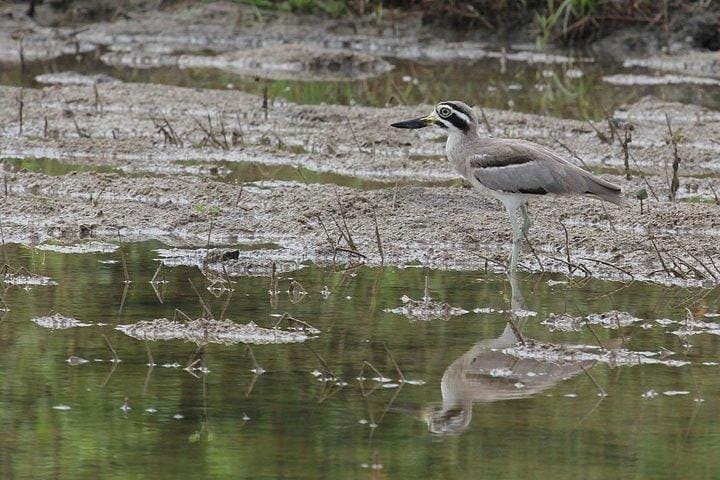 Bundala National Park Safari: Flamingos, Wetlands & Coastal Wildlife from Hambantota photo 3