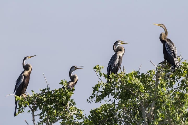 Bundala National Park Safari: Flamingos, Wetlands & Coastal Wildlife from Hambantota photo 1