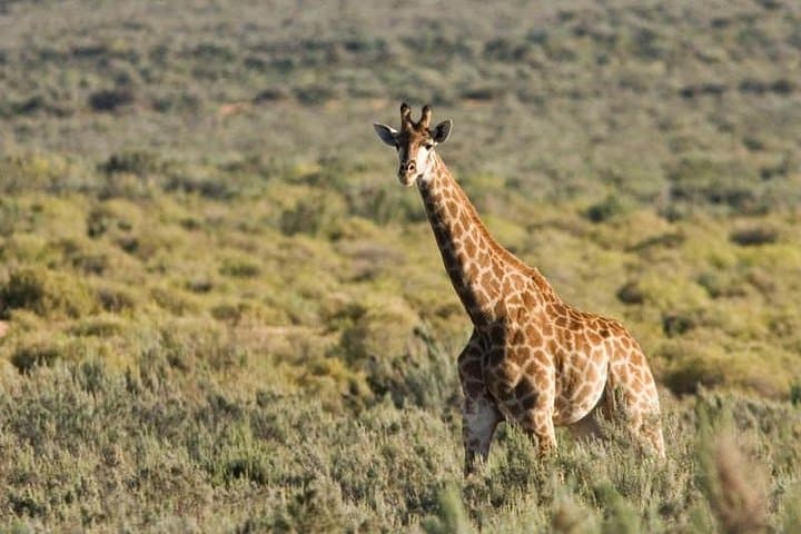 Cape Town Day Safari: Big Five Game Drive in the Karoo photo 5