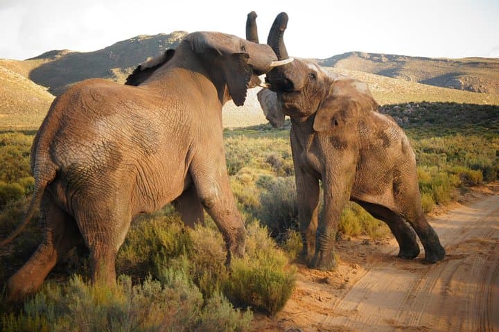 Cape Town Day Safari: Big Five Game Drive in the Karoo