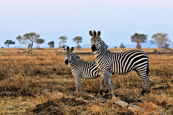 Cape Town Day Safari: Big Five Game Drive in the Karoo photo 6