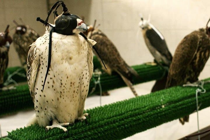 Falcon Hospital Tour Abu Dhabi: Inside the World's Largest Falcon Clinic photo 1