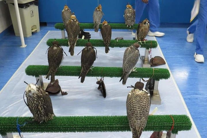 Falcon Hospital Tour Abu Dhabi: Inside the World's Largest Falcon Clinic photo 2