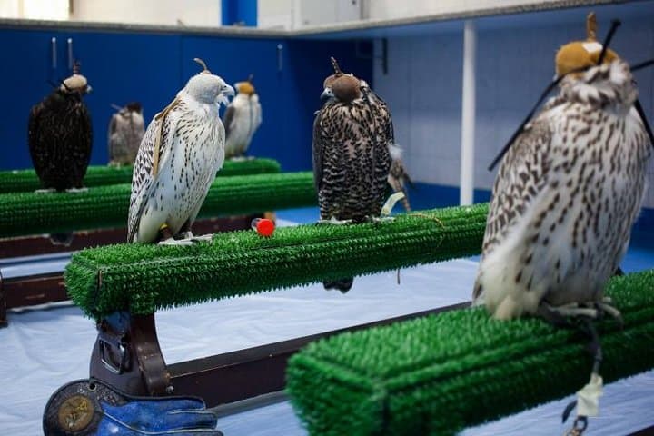 Falcon Hospital Tour Abu Dhabi: Inside the World's Largest Falcon Clinic photo 3