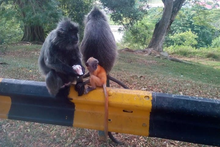 Kuala Selangor Fireflies and Eagle Feeding: Private Evening Boat Tour with Village Dinner photo 5