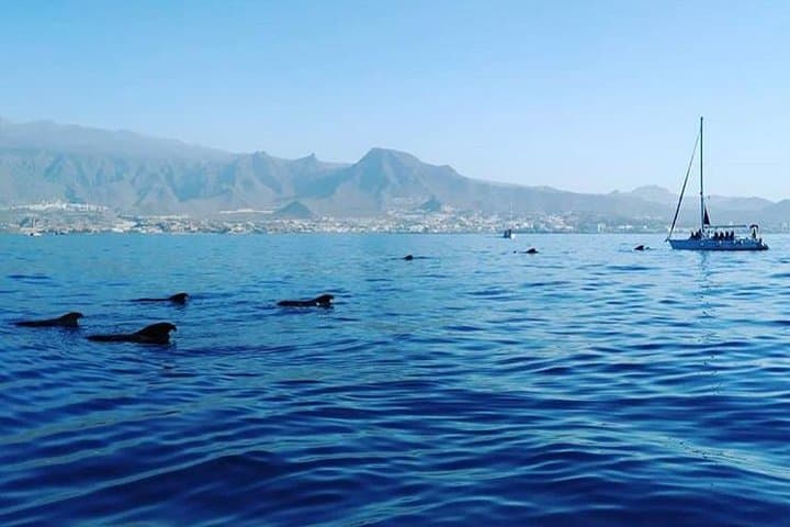 Tenerife Whale & Dolphin Small-Group Sailing from Puerto Colón photo 5
