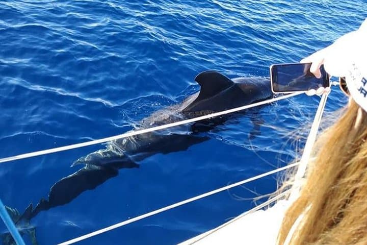 Tenerife Whale & Dolphin Small-Group Sailing from Puerto Colón photo 4