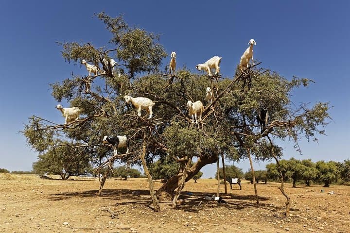 Day Trip to Essaouira from Agadir: Coastal Kasbah, Souks & Argan Farms photo 4