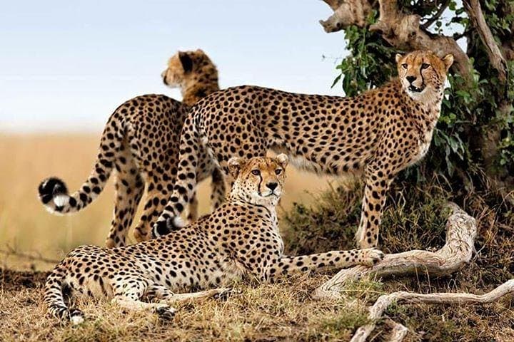 5-Day Budget Camping Safari to See the Great Migration in Tanzania photo 2