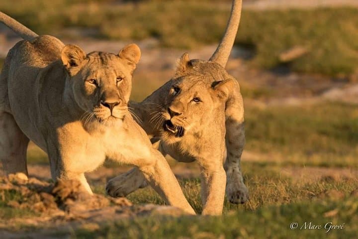 Kruger Park Safari — Full-Day Big Five Game Drive in Kruger National Park