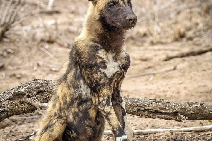 Kruger Park Safari — Full-Day Big Five Game Drive in Kruger National Park photo 4