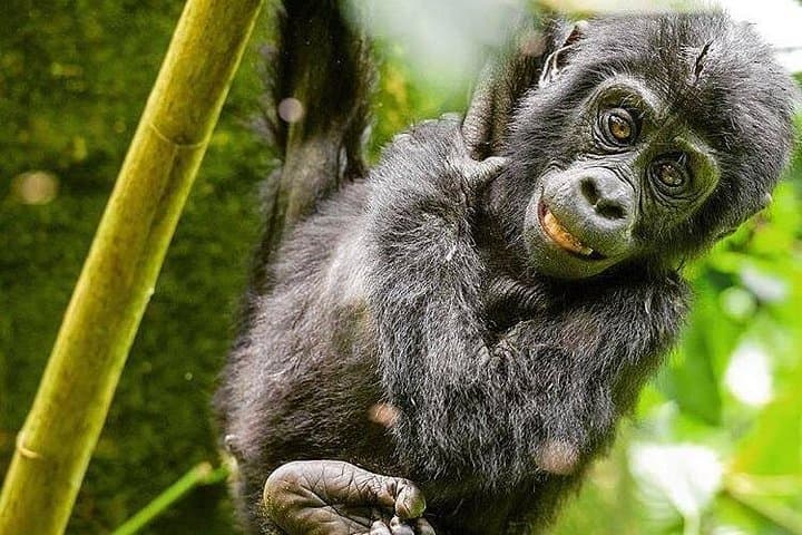 3-Day Gorilla Trekking in Bwindi: Up-Close Mountain Gorillas and Batwa Village Visit photo 3