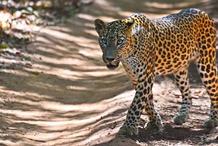 Yala National Park Private Safari from Bentota — Day Trip Guide photo 4