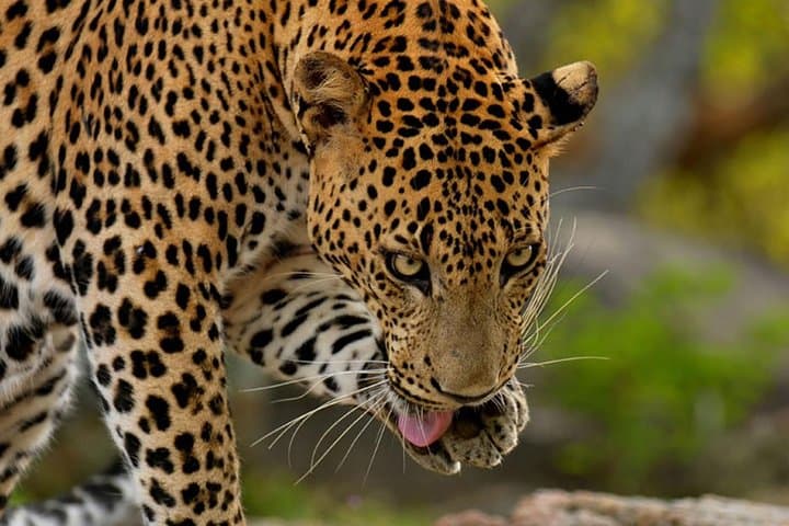 Yala National Park Private Safari from Bentota — Day Trip Guide photo 5