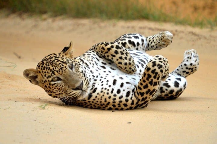 Yala National Park Private Safari from Bentota — Day Trip Guide photo 6