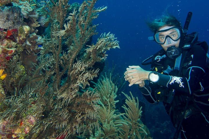 Discover Scuba Diving Roatán — Private Intro to the Barrier Reef photo 5