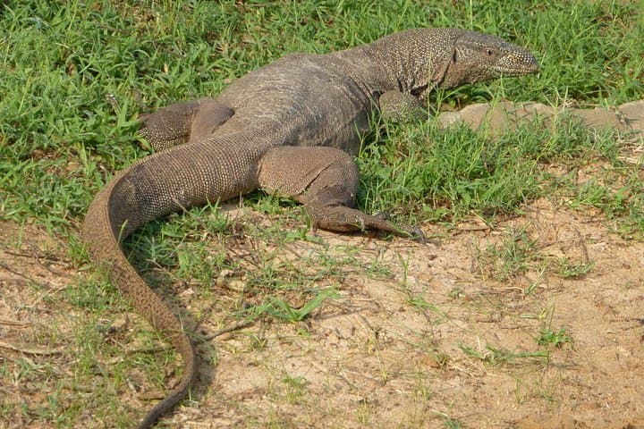 Udawalawe National Park Private Safari from Bentota & Kalutara photo 4