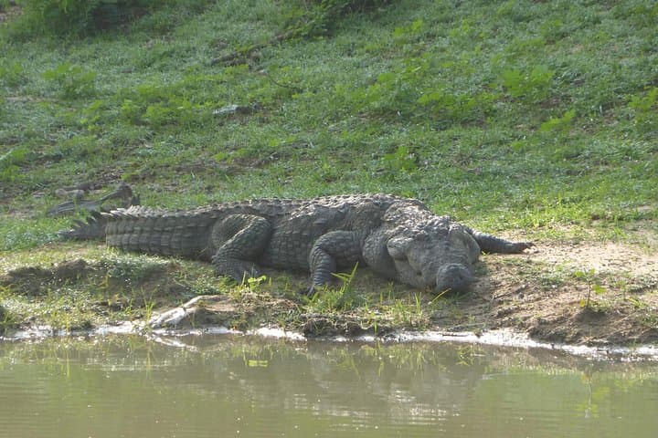 Udawalawe National Park Private Safari from Bentota & Kalutara photo 3