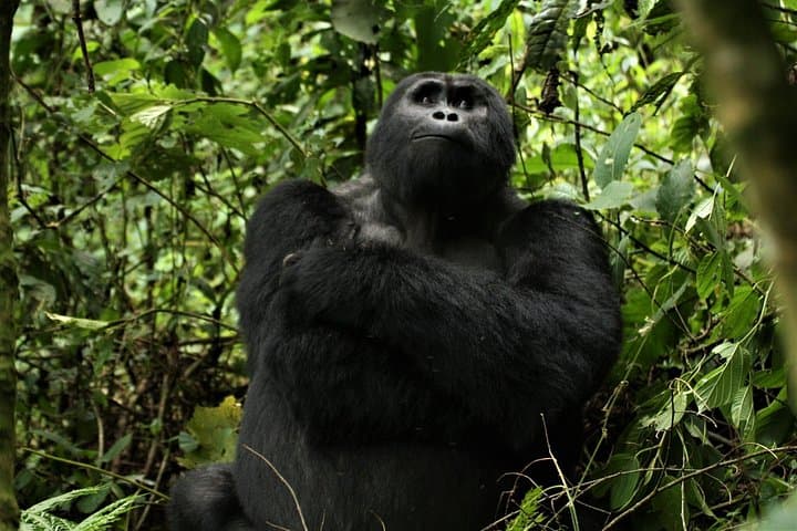 3-Day Gorilla Trekking in Bwindi: Up-Close Mountain Gorillas and Batwa Village Visit photo 4