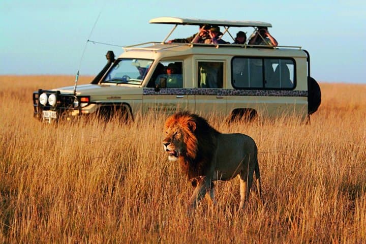 Day Safari from Cape Town: Private Big Five Tour to the Klein Karoo photo 1