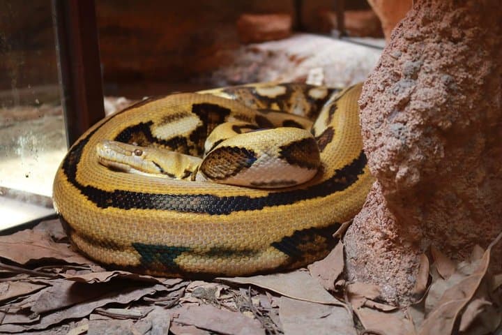 Crocoparc Agadir: Half-Day Visit to Crocodiles, Tortoises and the Goats in the Trees photo 4