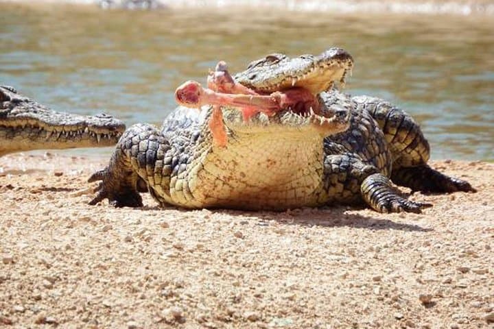Crocoparc Agadir: Half-Day Visit to Crocodiles, Tortoises and the Goats in the Trees photo 5