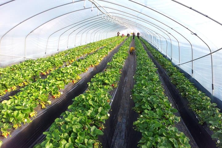 Private Strawberry-Picking & Nami Island Day Tour from Seoul photo 3