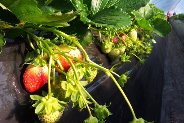 Private Strawberry-Picking & Nami Island Day Tour from Seoul photo 4