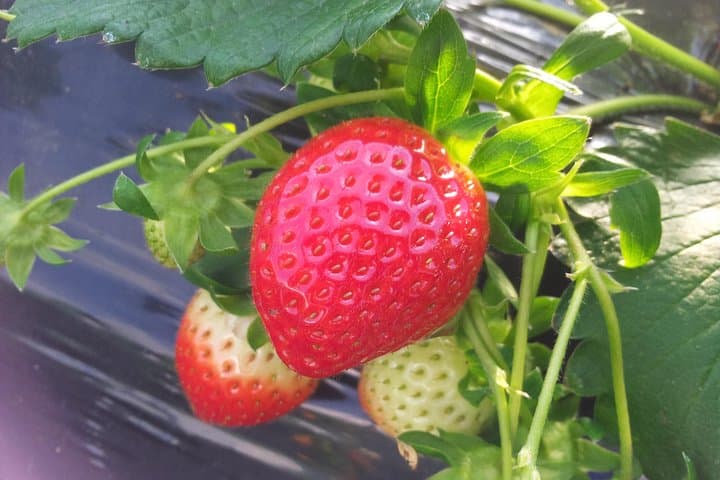 Private Strawberry-Picking & Nami Island Day Tour from Seoul photo 5