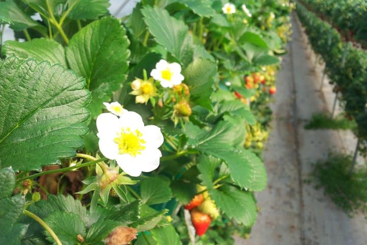 Private Strawberry-Picking & Nami Island Day Tour from Seoul photo 6