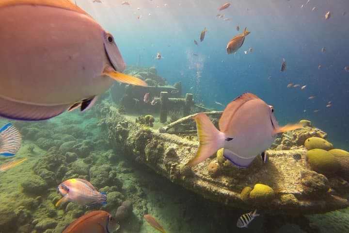 Discover Scuba Dive in Curaçao: Introductory PADI Experience in Shallow Reefs photo 6