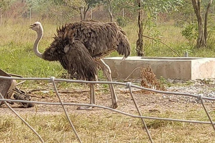 Shai Hills Wildlife Adventure: Half-Day Safari from Accra photo 2
