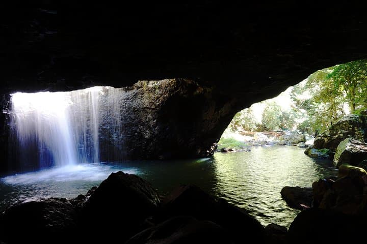 Kangaroos, Rainforest & Waterfalls — Springbrook Full-Day Wildlife and Waterfall Walk
