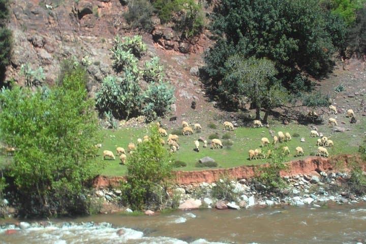Ourika Valley & Atlas Waterfalls Day Trip from Marrakech photo 5