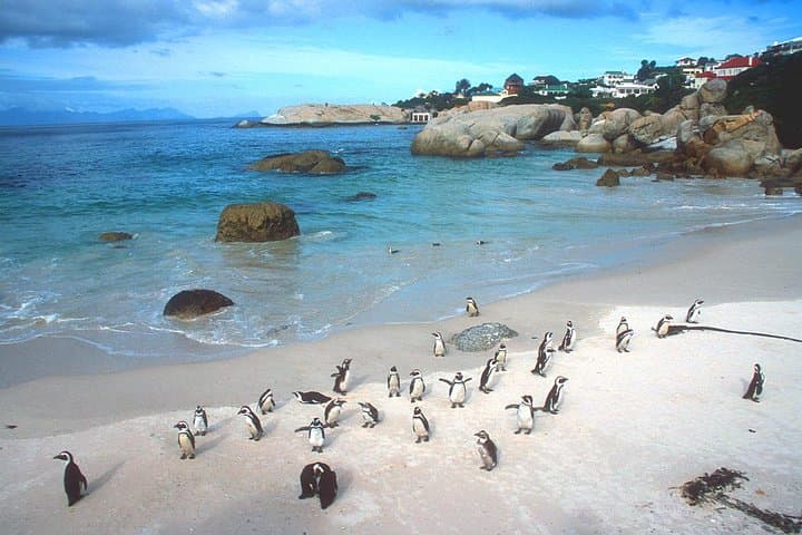 Cape Point & Boulders Beach Private Penguin Tour — Cape Peninsula Full-Day photo 3