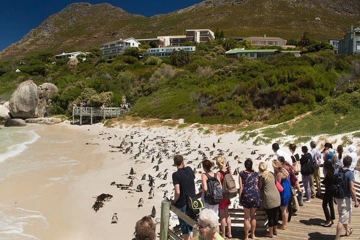 Cape Town Private Robben Island and Cape Point Full-Day Tour — Penguins, Peaks and History photo 3