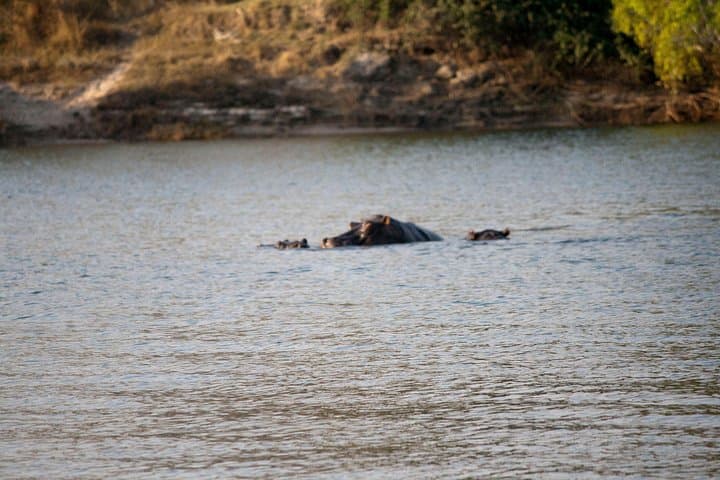 Chobe Day Trip from Victoria Falls — Morning Game Drive & Chobe River Cruise photo 2