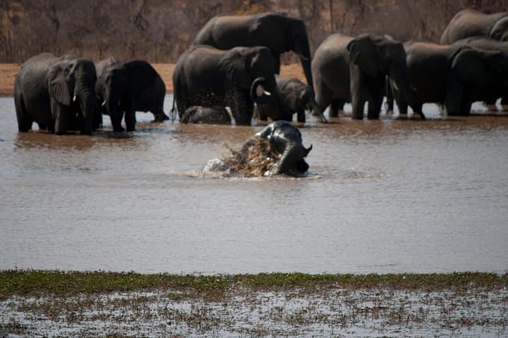Chobe Day Trip from Victoria Falls — Morning Game Drive & Chobe River Cruise photo 1