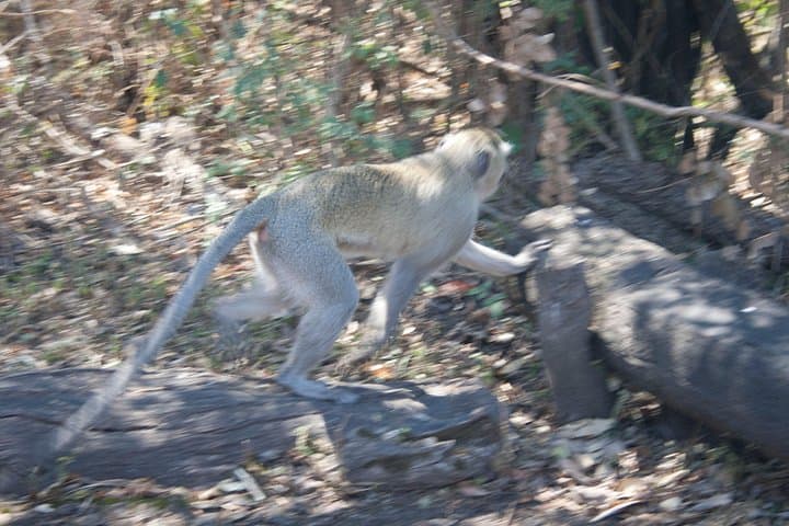 Chobe Day Trip from Victoria Falls — Morning Game Drive & Chobe River Cruise photo 3
