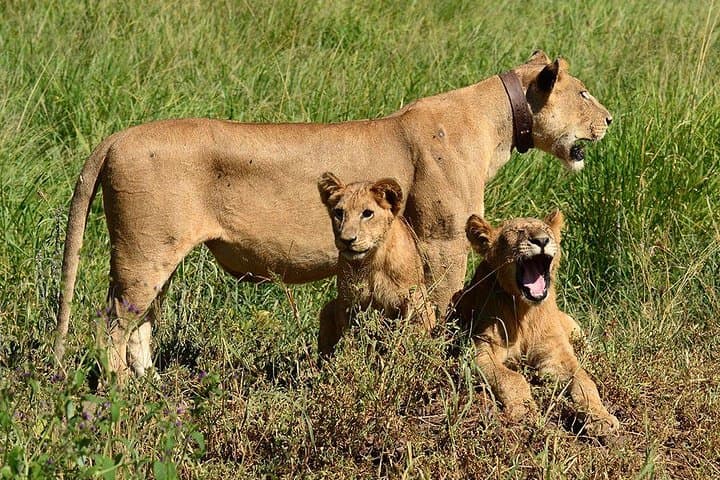 Cape Town to Aquila Full-Day Safari — Big Five Game Drive & Ceres Fruit Valley photo 3