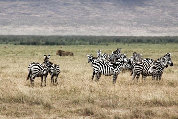 Cape Town to Aquila Full-Day Safari — Big Five Game Drive & Ceres Fruit Valley photo 6