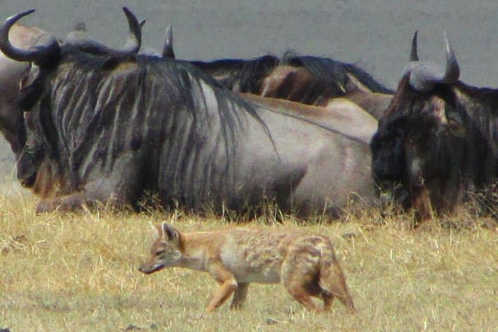 Cape Town to Aquila Full-Day Safari — Big Five Game Drive & Ceres Fruit Valley photo 4