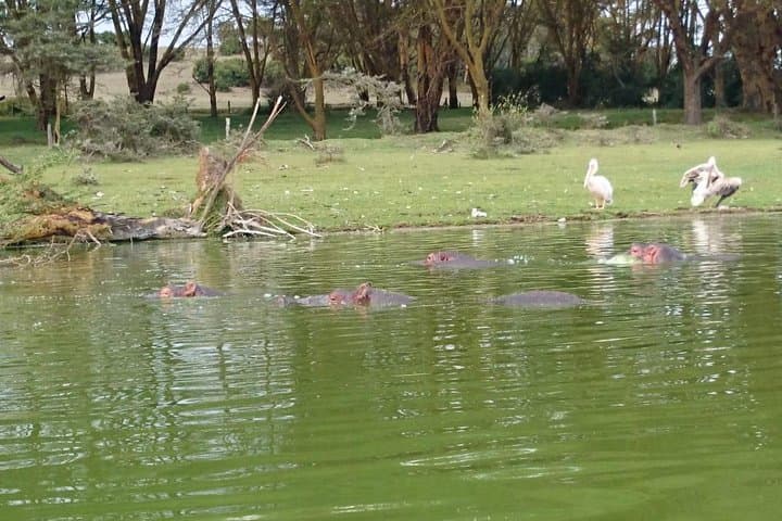 Cycle and Walk Among Wildlife: Day Trip to Lake Naivasha & Hell's Gate from Nairobi photo 2